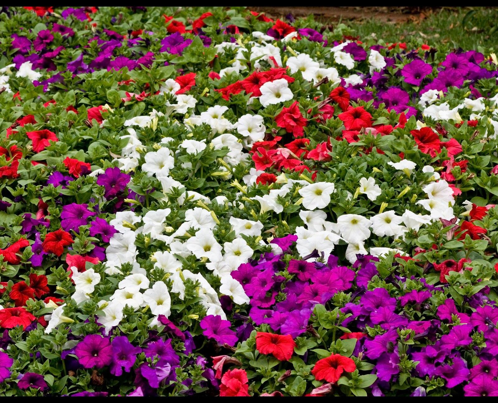 Pretty Flowers from Toowoomba 073and
