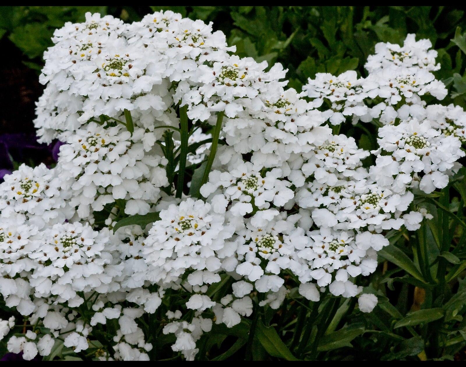 Pretty Flowers from Toowoomba 015and