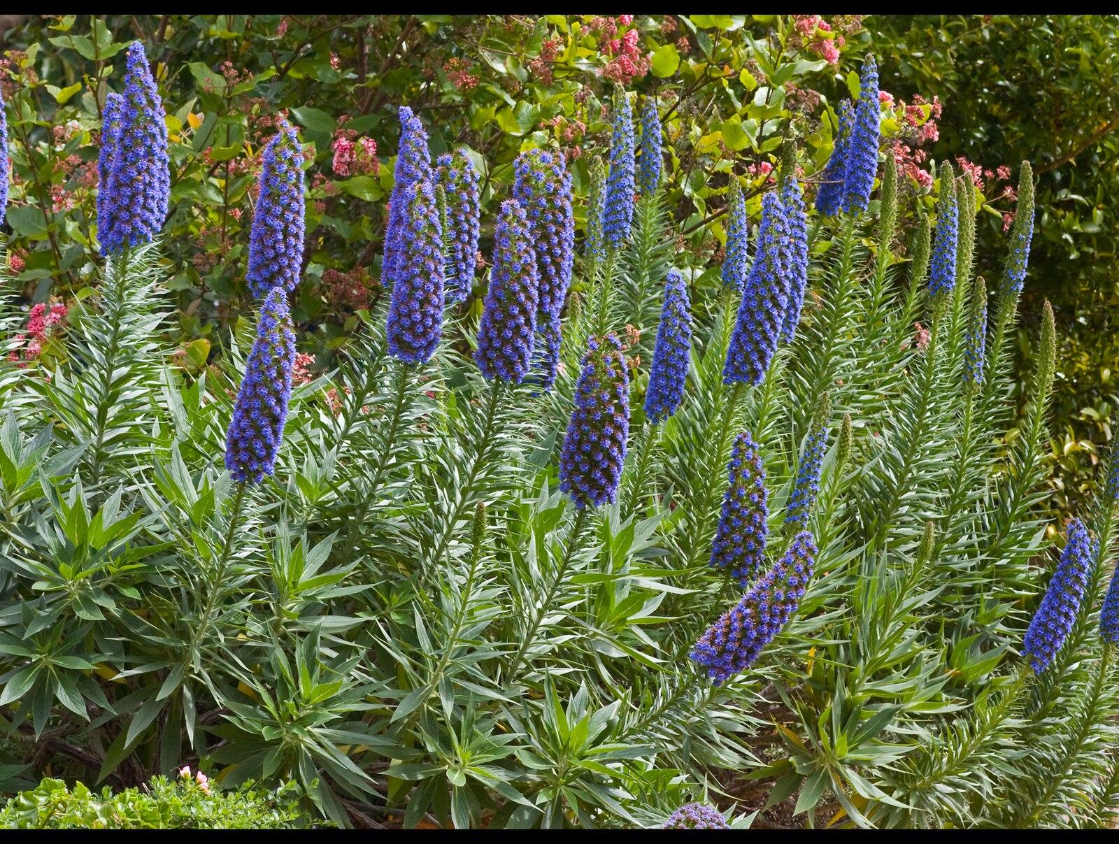 Pretty Flowers from Toowoomba 047and