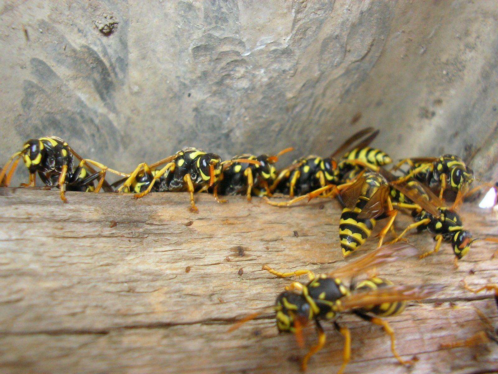 Pest Control in Toowoomba 2026, Termite Treatment Costs, Pest Inspection Prices, and How to Find a Licensed Pest Controller Near You