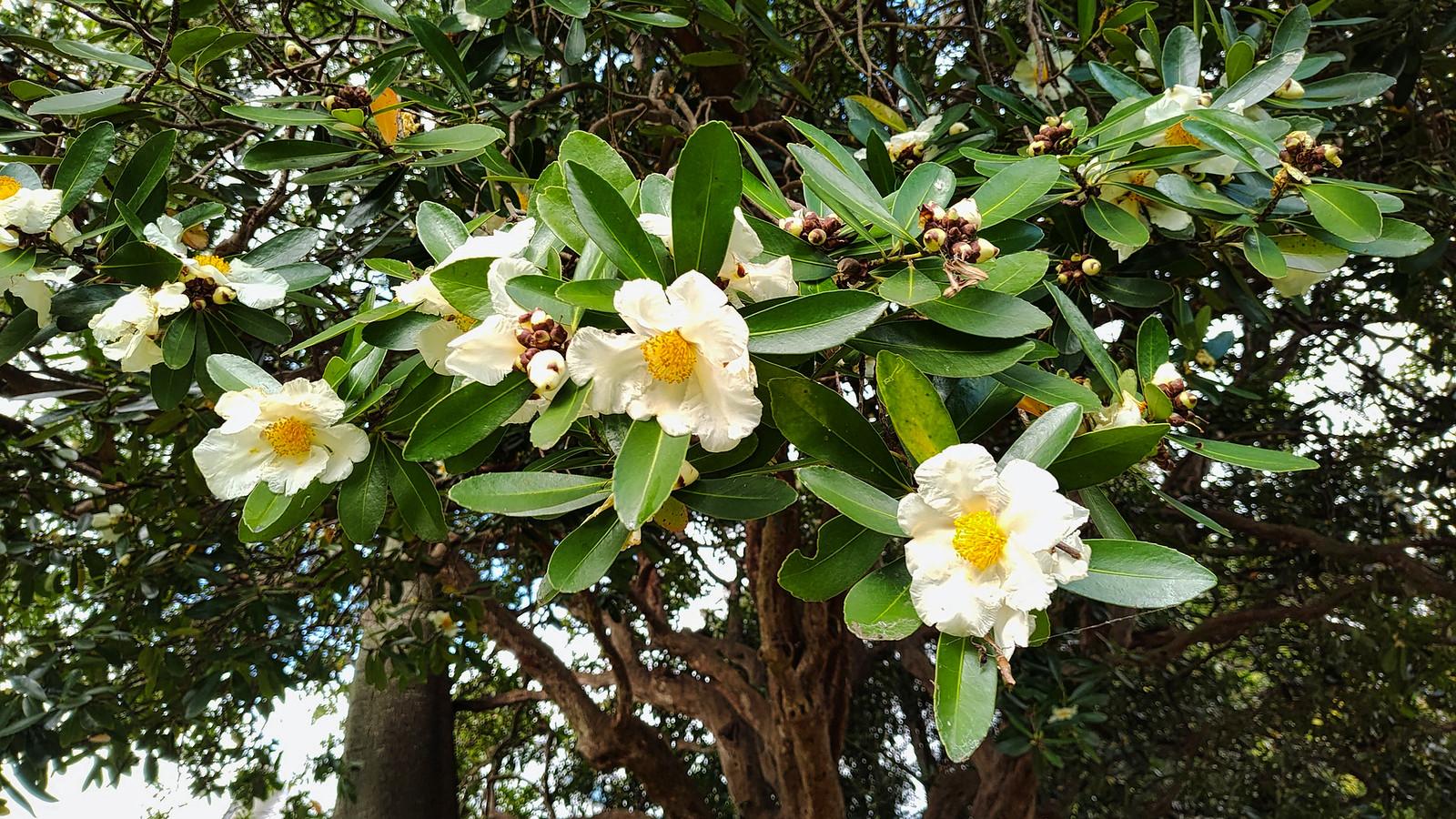 Toowoomba's Gardens and Community Events Define Its Global Appeal