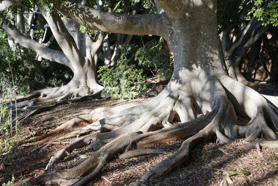 Beyond the CBD: Highfields, Crows Nest, and Toowoomba's Expanding Fringe