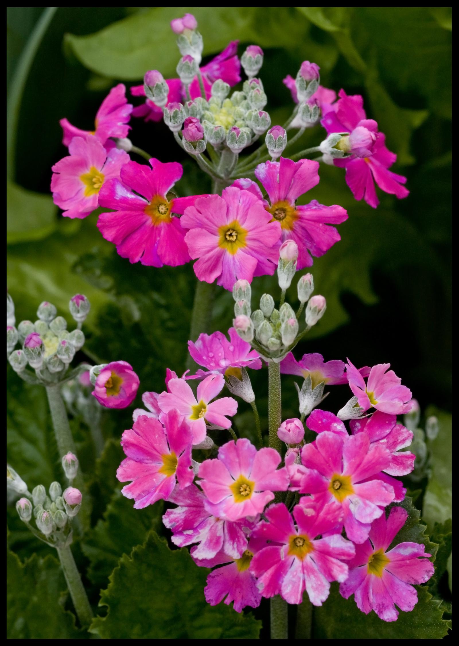 Pretty Flowers from Toowoomba 065and